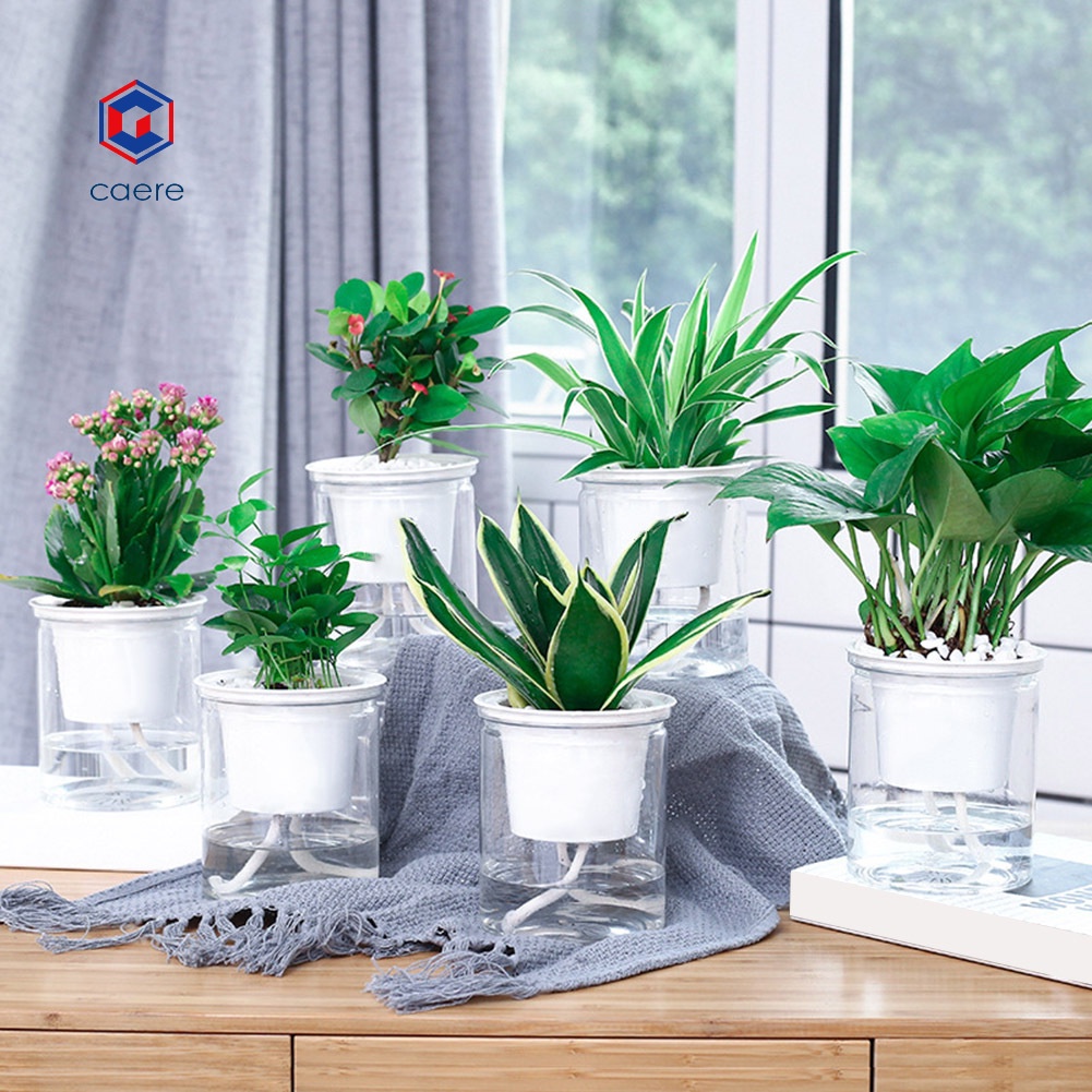 Chậu trồng cây thủy canh tự tưới nước trong suốt