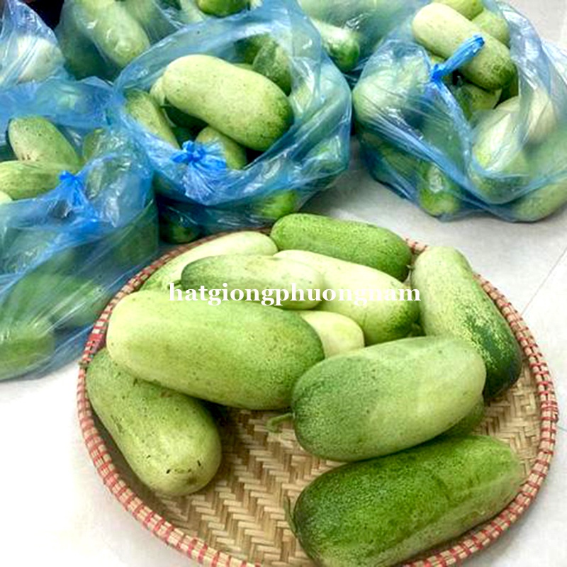 20H - HẠT GIỐNG DƯA CHUỘT MÈO