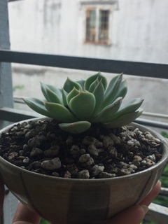 Chậu gốm sứ Nhật mini
