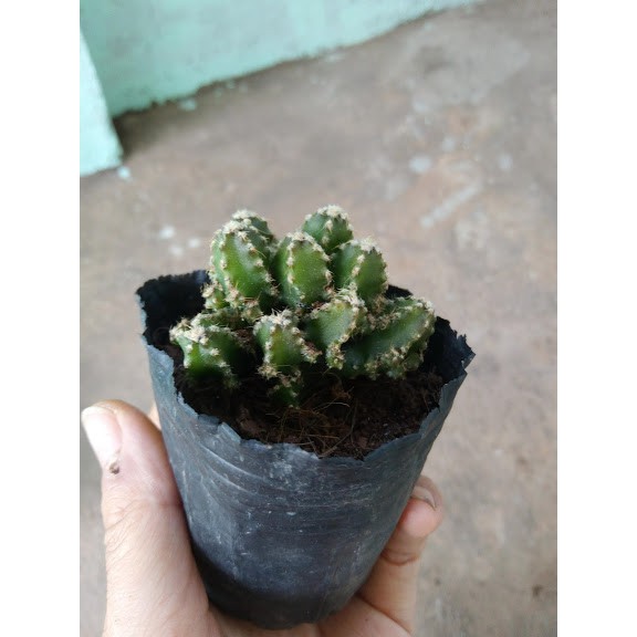 Xương rồng Thanh Sơn mini