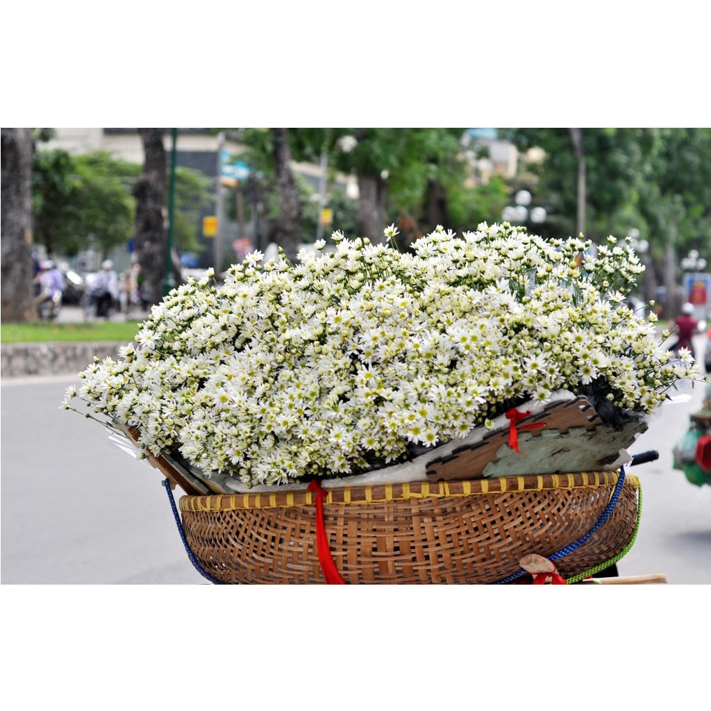 HẠT GIỐNG CÚC HỌA MI Painted Daisy, 50 Seeds, Beautiful Mulit Colours Blooms.