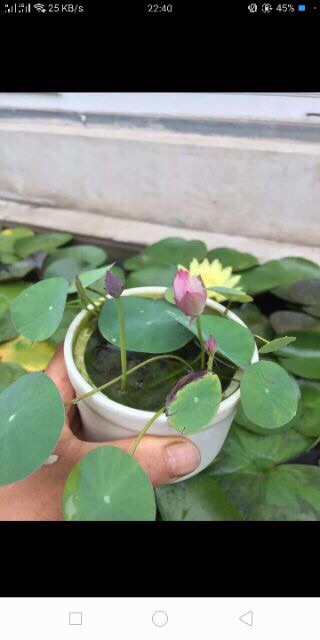 Hạt giống sen mini nhật