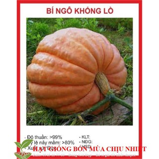 Gói 10 hạt giống bí ngô khổng lồ luckyseed hạt siêu rẻ