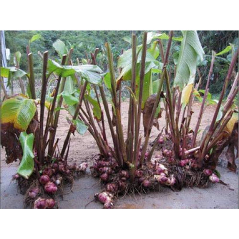 Củ dong riềng giống  hoa đỏ