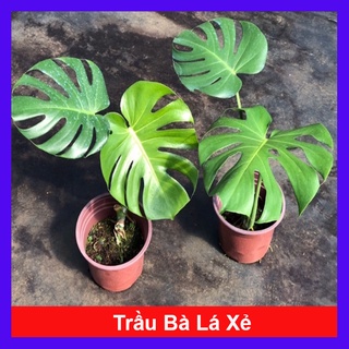 Trầu Bà Lá Xẻ - trầu bà nam mỹ + tặng phân bón cho cây mau lớn - caykiengsadec