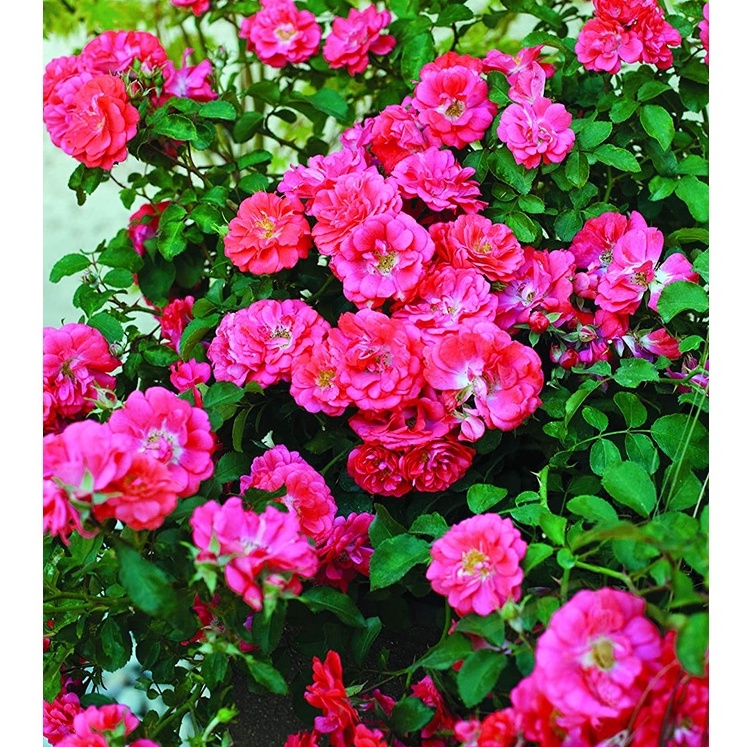HẠT GIỐNG HOA HỒNG TỈ MUỘI Drift Coral Rose trong chậu 2 Gallon (San hô)