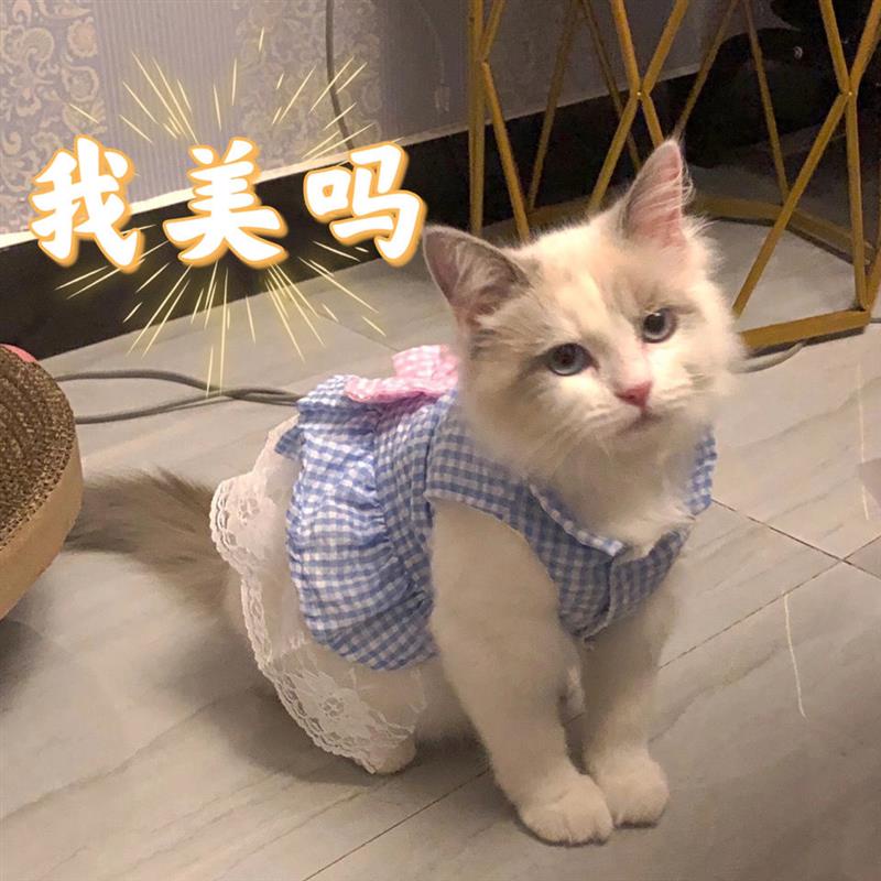 Đầm công chúa dễ thương cho thú cưng