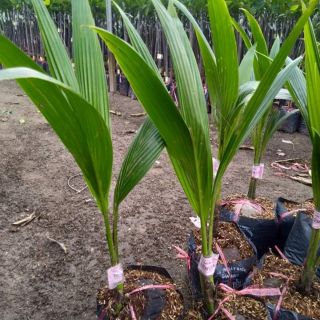 Cây giống dừa xiêm lùn