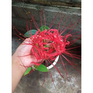 Củ Bỉ Ngạn ( Mạn Châu Sa Hoa )