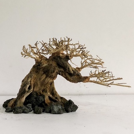 LŨA BONSAI - LŨA THUỶ SINH - Bonsai Mini Linh Sam Ghép Tán Xương