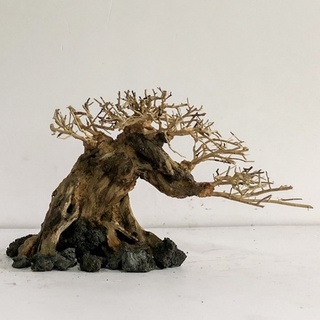 LŨA BONSAI - LŨA THUỶ SINH - Bonsai Mini Linh Sam Ghép Tán Xương