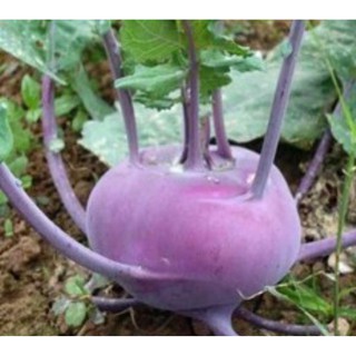 150h Hạt Giống Củ Su Hào - Tím Vienna (Brassica oleracea Gongylodes Cultivar)