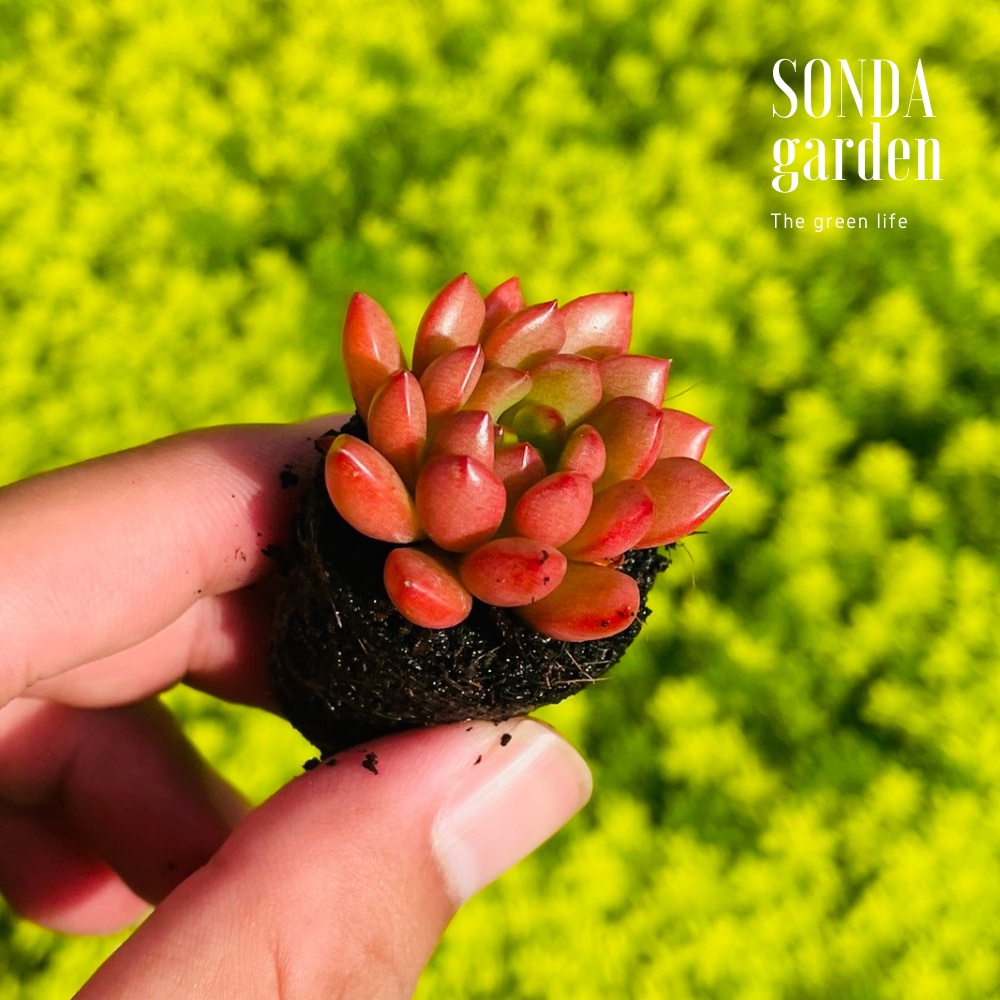 Sen đá ruby SONDA GARDEN size mini 2.5-4cm, cây cảnh trang trí nhà cửa, lỗi 1 đổi 1