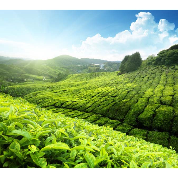 Tranh dán tường tổng hợp địa danh Việt Nam Miễn Phí chèn tên riêng Quán, chèn chữ và logo theo yêu cầu.