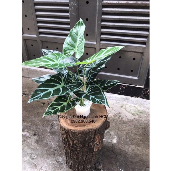 cây môn giả
