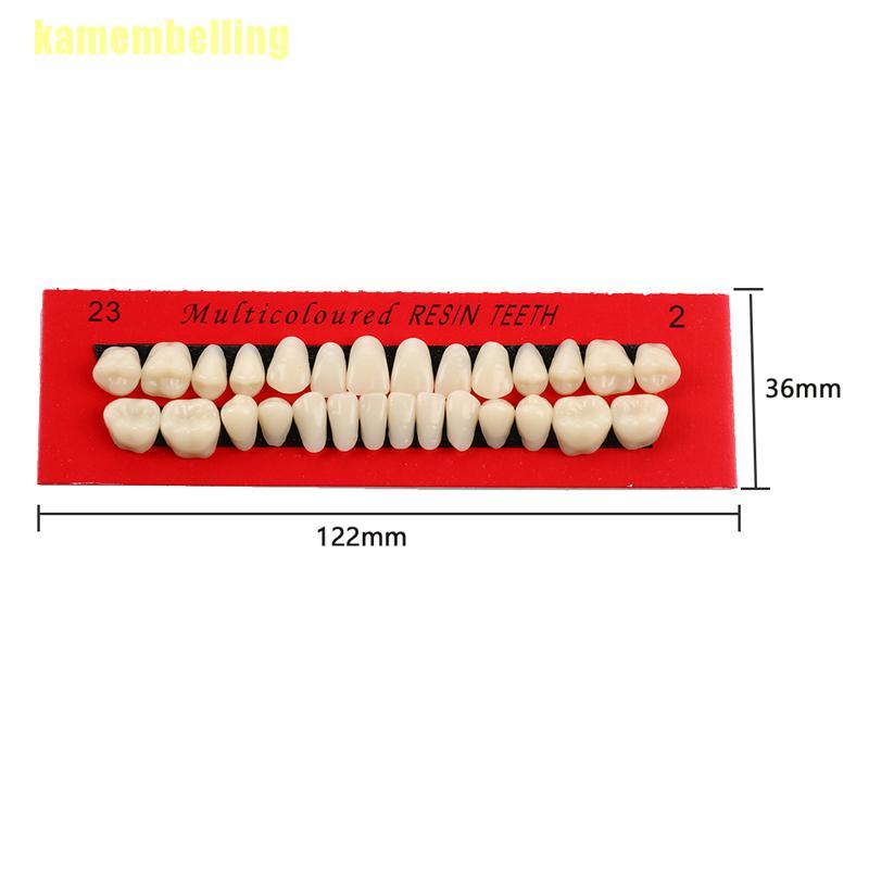 Bộ 28 Răng Giả Bằng Nhựa Dùng Dạy Học Chuyên Dụng