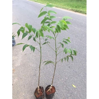(shop uy tín) Cây óc chó cây đẹp chuẩn giống uy tín chất lượng