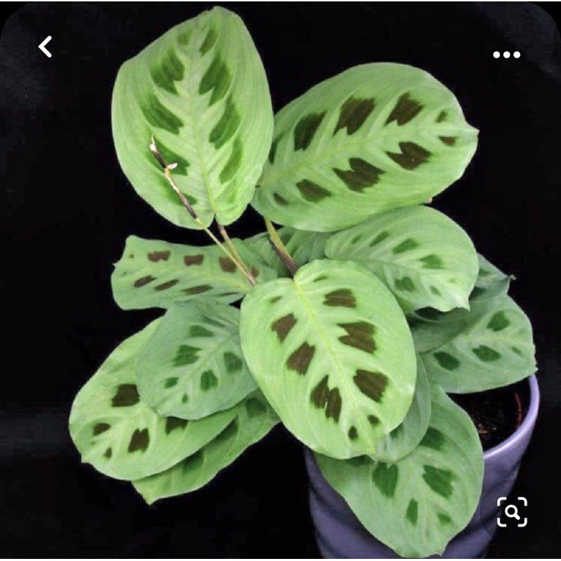 Green Maranta