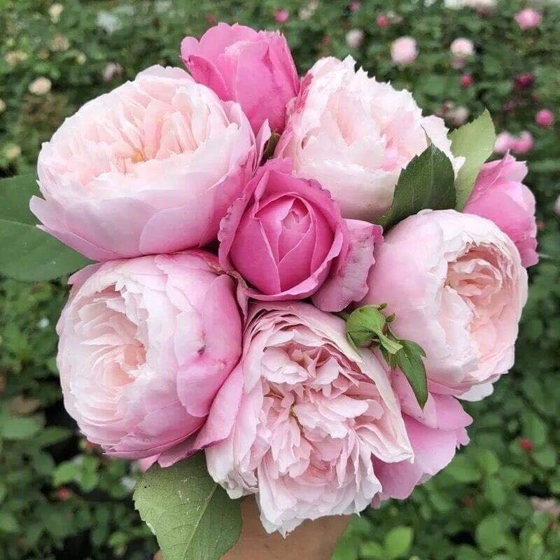Cây hoa hồng ngoại Plume  nàng búp bê xinh đẹp - Hoa hồng Thăng Long Flower
