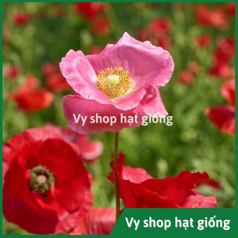 Hạt giống hoa kim anh - poppy gói 1000 hạt mix màu