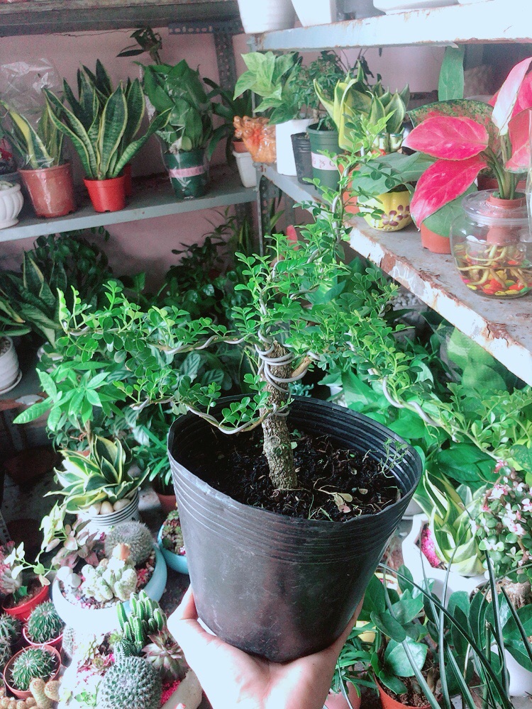 Cây Cần Thăng Bonsai