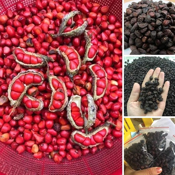 Hạt Dổi Rừng Sa Pa Loại Gia Vị Đặc Biệt Của Tây Bắc Ăn Một Lần Nhớ Cả Đời, Gia Vị Ngon Cho Mọi Nhà | BigBuy360 - bigbuy360.vn