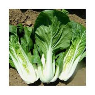 Hạt giống rau cải bẹ trắng gói 10gr