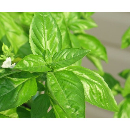Hạt Giống Rau Quế Lá To Năng Suất Cao  - MUA 3 TẶNG 1 CÙNG LOẠI