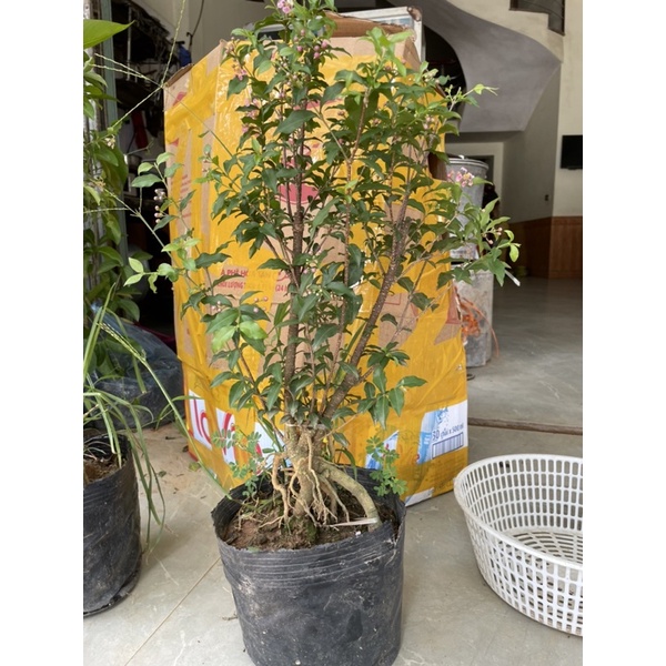 CÂY HỒNG NGỌC MAI cao 40 cm