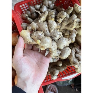 GỪNG TƯƠI VIỆT NAM 500G