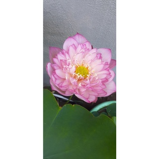 ngó/ củ sen pink lady