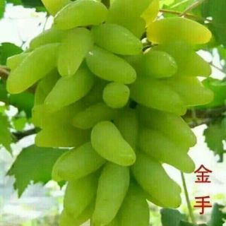 NHO MÓNG TAY MĨ NỮ