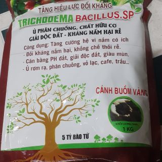 TRICHODEMA BACILLUS.Sp cánh buồm vàng