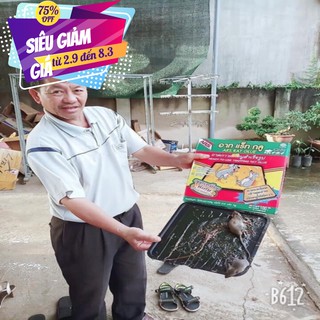 Bẫy chuốt siêu to khổng lồ thái lan