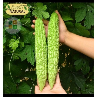 Mướp đắng (khổ qua) siêu trái