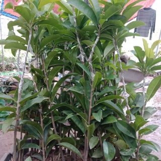 Cây  giống  hồng  xiêm  xoài tặng  phân  và kích  rễ