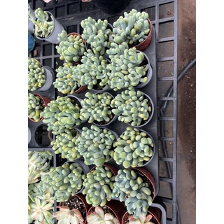 Sen đá sỏi xanh, sỏi san hô