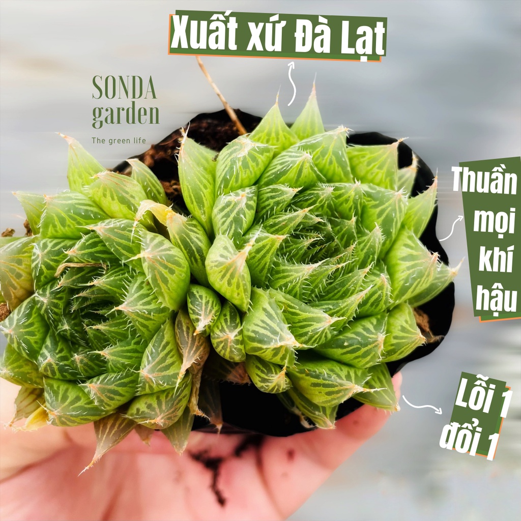 Sen đá dạ quang SONDA GARDEN size bé 5-8cm, xuất xứ Đà Lạt, khoẻ đẹp, lỗi 1 đổi 1