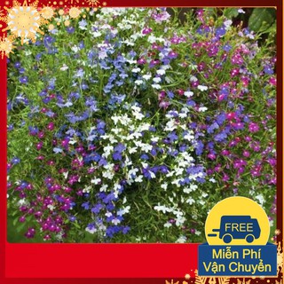Hạt Giống Hoa Loberia Mix