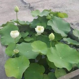 Hạt giống sen bách diệp Thái Lan
