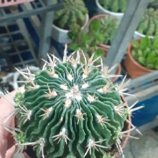 Xương rồng Trúc ngọc