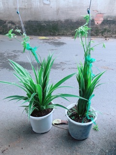 Chậu Cây Dây Nhện Thuỷ Sinh