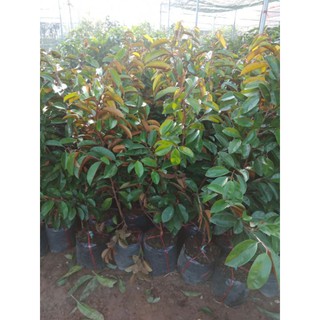 cây vú sữa choai giống cây cao hơn 1m