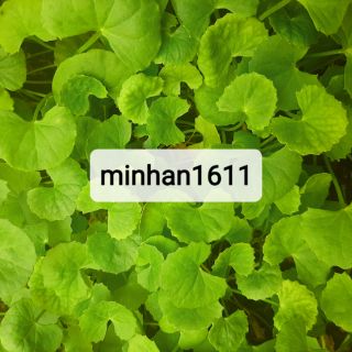 Rau Má Lá Nhỏ Cây Giống