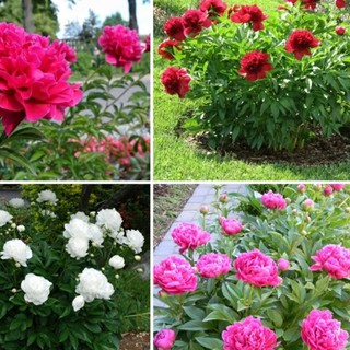Hạt giống hoa mẫu đơn mix gói 5 hạt (TẶNG gói kích thích hỗ trợ hạt nảy mầm)