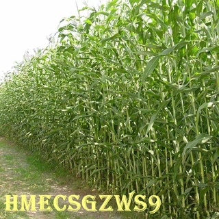 Hạt giống cây mía ngọt 30h