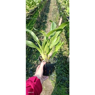 Vũ Nữ Hoàng Hậu size trung