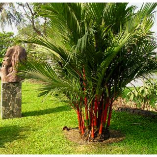 Cây 🌲 Cau đỏ...phong thủy cao 1m6
