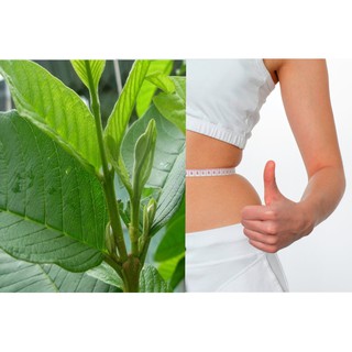 Trà tinh chất lá ổi Orihiro Guava Tea