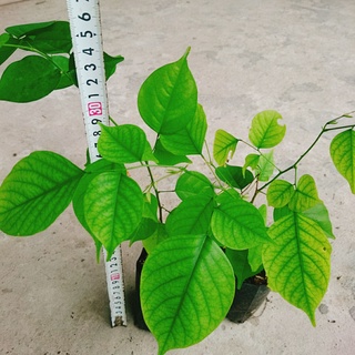 Cây Giáng Hương - caykiengsadec